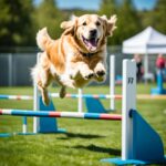 Golden Retriever agility training