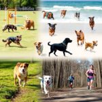 Best Exercises for Dogs